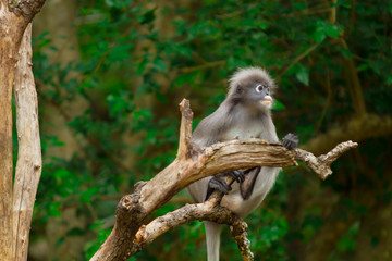 leaf monkey