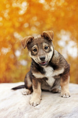 funny puppy with funny face is sitting in autumn Park