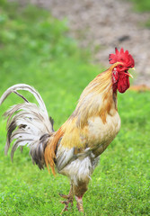  red rooster crows bulging chest on the green grass on the farm