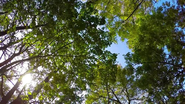 Bottom view to summer green trees and sunny sky