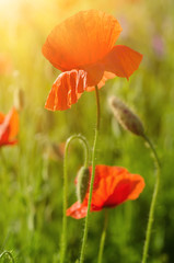 Red poppy flowers blooming in the green grass field, floral sunny natural spring background, can be used as image for remembrance and reconciliation day