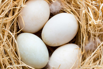 Duck eggs nest, spring Easter symbol.