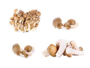 oyster mushrooms isolated  on white background