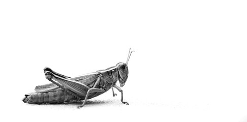 Close up of a grasshopper