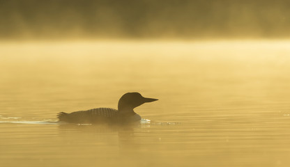 Common Loon (Gavia immer) swimming in early morning sunrise mist on Wilson Lake, Que, Canada