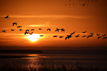 Gänse im Morgenlicht