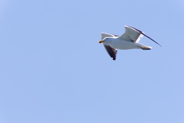 Möwe fliegt am gleichmäßigen Himmel