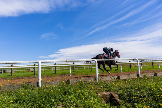 Race Horse Jockey Training Runs 