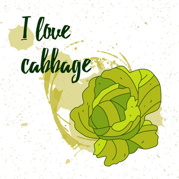 Hand drawn cabbage on the light background with text. I love cabbage. Vector illustration