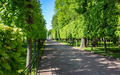 alley in a park among green trees and bushes