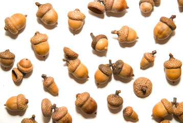 Many dried autumn acorns on over white
