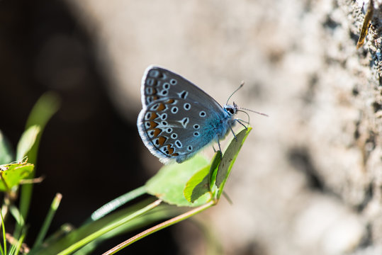 Amazing blue butterfly