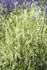 Fototapeta premium Biała słodka koniczyna (łac. Melilotus albus)