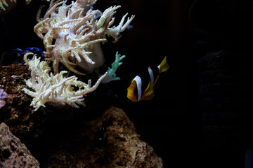 Осторожная рыба прячется в кораллах