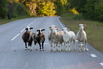 A group of sheep