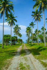 Obraz premium the road in coconut tree along the path and blue sky 