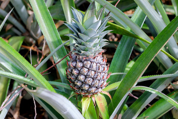 Fototapeta premium pineapple plant