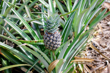 pineapple plant
