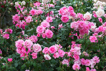 Fototapeta premium Large bush in bloom pink roses