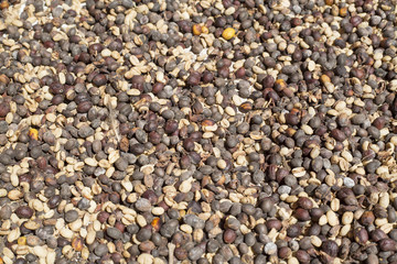 Sun drying coffee beans