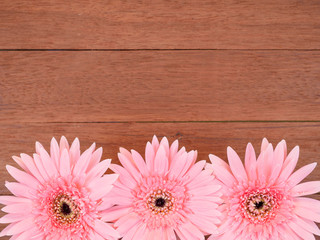 Sweet pink Gerbera flower on wood background 1