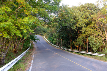 road in forrest