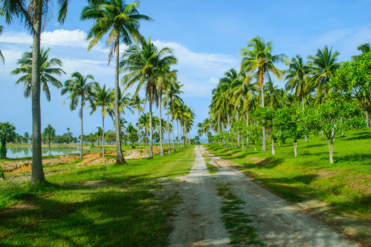 the road in coconut tree along the path and blue sky 