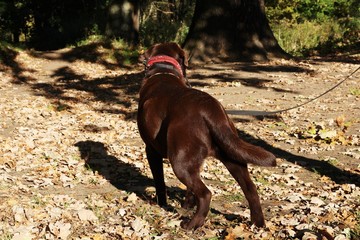 Portrait of funny chocolate Labrador Retriever dog looking up against of park. The anticipation of a beautiful dog looking up. Autumn