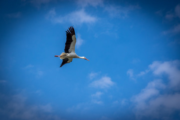 Flying Stork