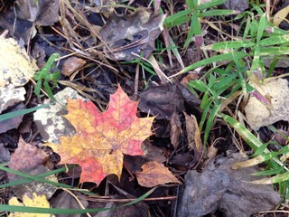 maple leaf 