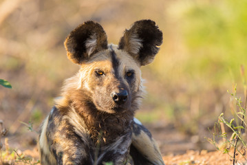 Close up and portrait of a cute Wild Dog or Lycaon lying down in the bush. Wildlife Safari in Kruger National Park, the main travel destination in South Africa. - obrazy, fototapety, plakaty
