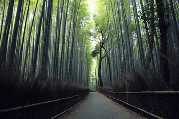 Bamboo Forest with walkway in Kyoto Japan