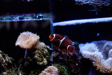 Рыба клоун в аквариуме