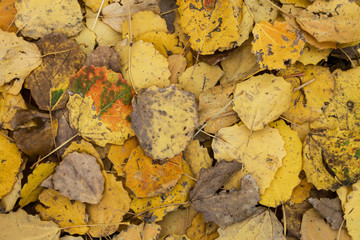 yellow leaves