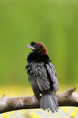 The pygmy cormorant or Microcarbo pygmeus sitting on the branch with green background