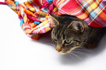 kot czający się pod kolorową, kraciastą chustą