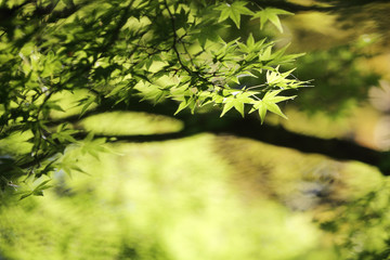 maples leafs background