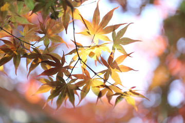 maples leafs background