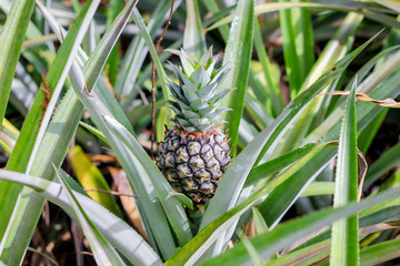 pineapple plant