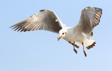 Seagull flying in beautiful sky