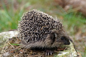 Igel, (Erinaceus europaeus)