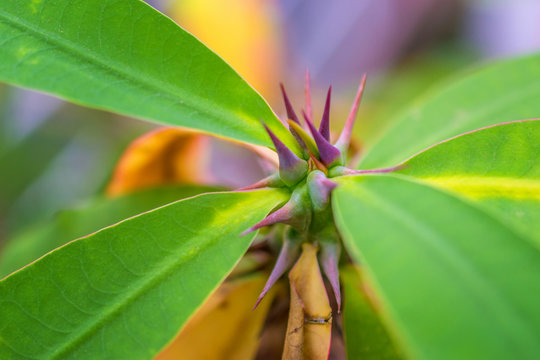 macro detail of a colored tropical plant