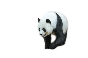 Crédence de cuisine en verre imprimé Panda Le panda géant, Ailuropoda melanoleuca, également connu sous le nom d& 39 ours panda, est un ours originaire du centre-sud de la Chine. Panda marchant devant, isolé sur fond blanc.