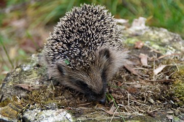 Igel  (erinaceus europaeus) © brudertack69