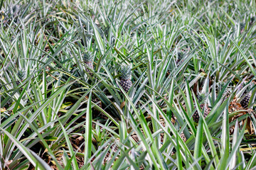 pineapple plant