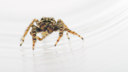 Springspinne