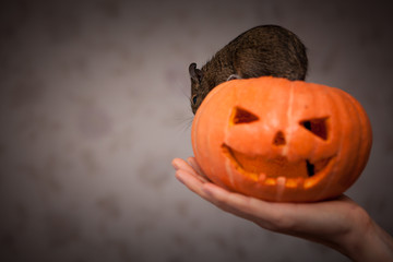 rodent in Halloween pumpkin