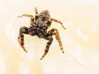 Springspinne