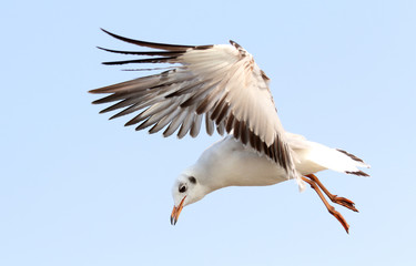Fototapeta premium Seagull flying in beautiful sky