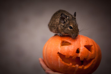 rodent in Halloween pumpkin
